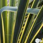 Yucca Bright Hedge : Touffe ctr 5 litres